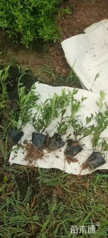 高度30厘米栀子花