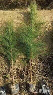 高度80厘米湿地松小苗
