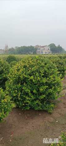 冠幅180厘米金森女贞球