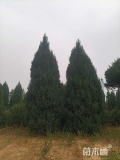高度700厘米桧柏
