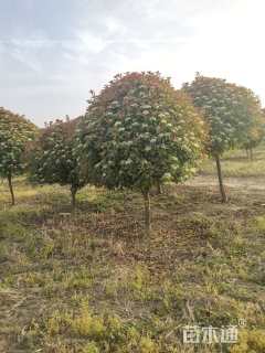 10公分红叶石楠