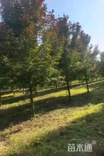 18公分美国红枫