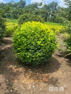 高度60厘米金叶水蜡球