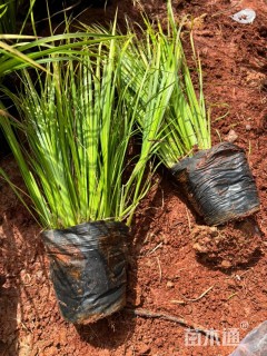 高度30厘米金叶石菖蒲