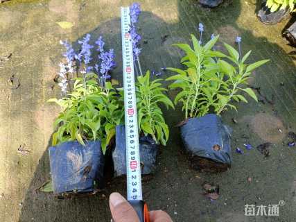 高度30厘米鼠尾草