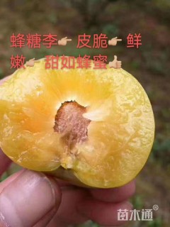 高度80厘米蜂糖李