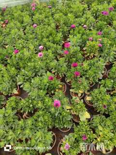 高度10厘米南非万寿菊