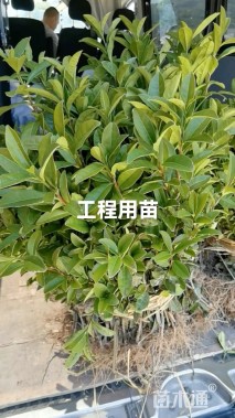 高度30厘米茶树