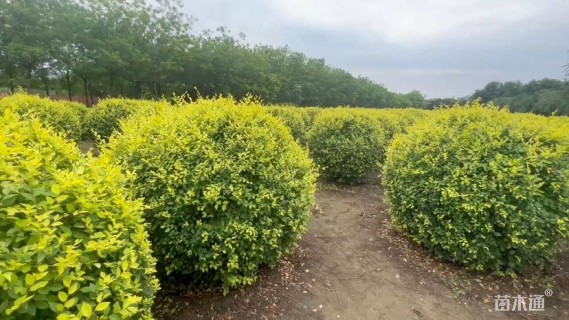 冠幅150厘米榆叶梅球