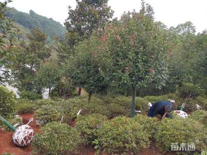 6公分红叶石楠