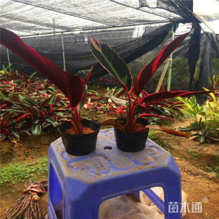 高度20厘米七彩竹芋