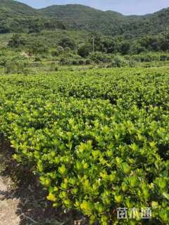 高度20厘米紫鹃