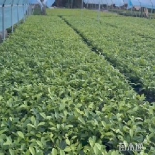 高度25厘米黄金榕