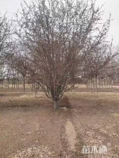 高度550厘米珠穆朗玛海棠