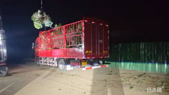 高度38厘米绣线菊