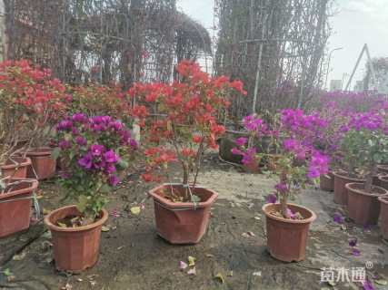 高度60厘米三角梅