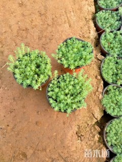 高度10厘米中华景天