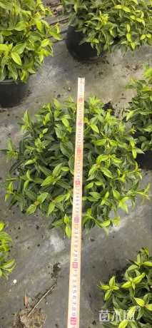 高度30厘米荚迷