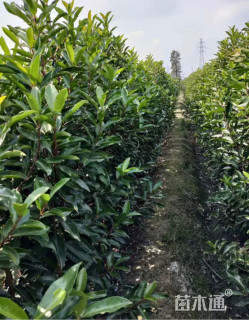 高度150厘米法国冬青