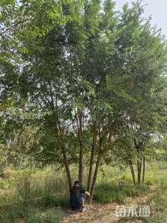 15公分榆树