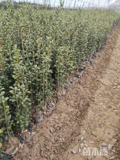 高度20厘米直立冬青