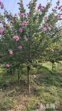 高度270厘米木槿