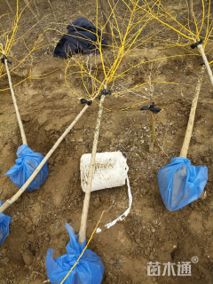 4公分矮杆金枝槐