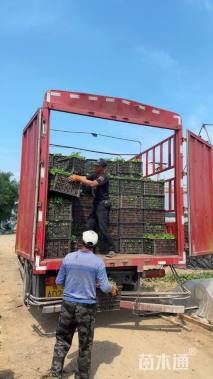 高度50厘米荷兰菊