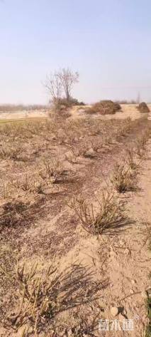 高度50厘米月季