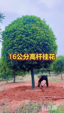 15公分桂花