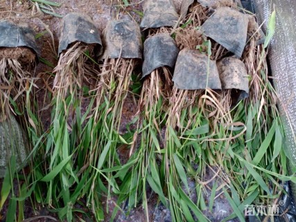 高度20厘米风铃草