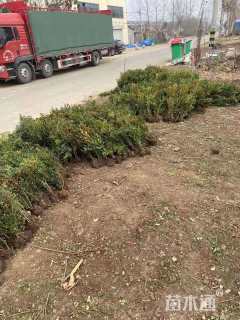 高度40厘米瓜子黄杨