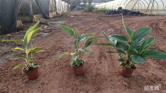 高度20厘米花叶良姜