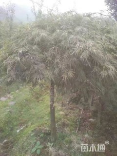 高度130厘米羽毛枫