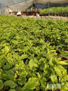 高度25厘米花叶假连翘