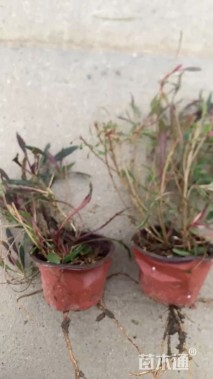 高度35厘米山桃草