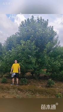 高度550厘米丛生美国红枫