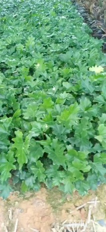 高度25厘米春羽