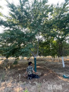 12公分染井吉野樱