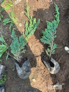 高度35厘米铺地柏