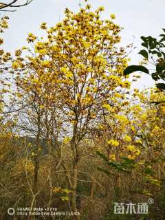 7公分黄花风铃木