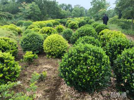 冠幅80厘米冬青球