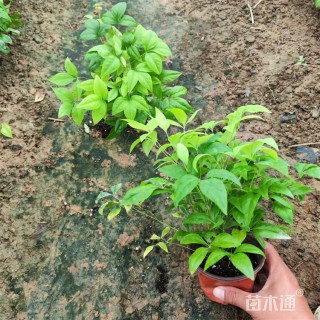 高度15厘米火焰南天竹