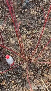 高度130厘米红瑞木