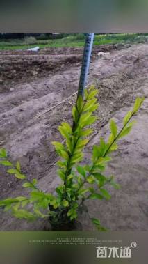 高度35厘米金叶水蜡