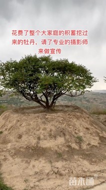 高度40厘米紫斑牡丹