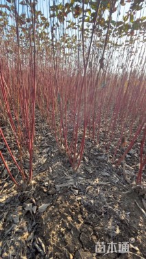 高度120厘米红瑞木