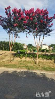 高度150厘米美国紫薇