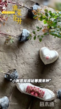 高度40厘米南天竹