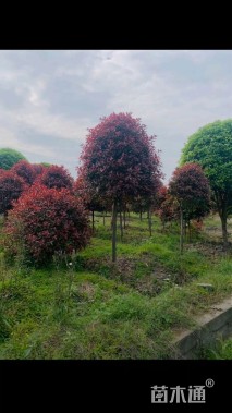 10公分红叶石楠